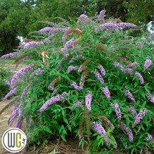 Sommerfuglebusk 'Lavender Cascade'®